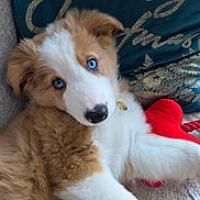 Aïko a rejoint le concours — aidez-le/la à gagner de superbes lots ! adorable, blue_eyes, christmas, closeup, cozy, cute, dog, domestic_animal, fluffy, fur, holiday, indoor, lying_down, pet, pillow, puppy, red_heart, resting, toy, young