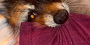 Bonnie joined the competition — help win amazing prizes! dog, close_up, hand, fur, maroon_sleeve, blanket, cozy, pet, whiskers, nuzzle, comfort, indoor, animal, soft_texture, cute, domestic, warm, resting, snuggle, paw