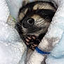Bonnie is registered to the contest to win money with this photo: raccoon, animal, paw, nose, blanket, cozy, fur, snuggled, sleeping, closeup, soft, cute, wildlife, mammal, whiskers, claws, resting, warm, wrapped, texture