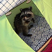 Bonnie joined the competition — help win amazing prizes! raccoon, tent, indoor, cushion, pattern, blue, white, green, animal, fur, curious, small, cozy, fabric, checkered, wood, pet, wildlife, mammal, eyes