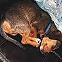dog, sleeping, brown, collar, leather_couch, blanket, pet, canine, cozy, resting, indoor, fur, paw, curled_up, nap, domestic_animal, home, relaxation, close_up, quiet
