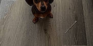 Clyde is registered to the contest to win money with this photo: dog, puppy, dachshund, floor, wooden_floor, indoor, pet, small_dog, brown_dog, curious, looking_up, tail, ears, cute, domestic, animal, pet_indoor, flooring, shadow, plastic_bag
