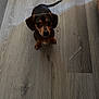 dog, puppy, dachshund, floor, wooden_floor, indoor, pet, small_dog, brown_dog, curious, looking_up, tail, ears, cute, domestic, animal, pet_indoor, flooring, shadow, plastic_bag