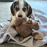 Cassis a rejoint le concours — aidez-le/la à gagner de superbes lots ! puppy, dog, toy, plush, blanket, carpet, indoor, cute, pet, animal, paw, face, fur, closeup, young, playing, soft, cozy, domestic, adorable