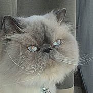 Leo joined the competition — help win amazing prizes! animal, blue_eyes, cat, closeup, cozy, curious, cute, domestic, face, feline, fluffy, fur, indoor, pet, portrait, relaxed, sitting, whiskers, window