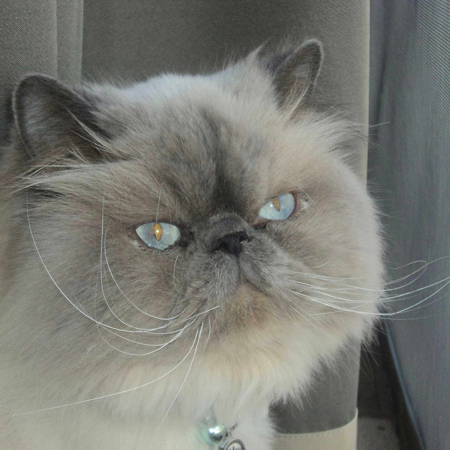 Leo joined the competition — help win amazing prizes! animal, blue_eyes, cat, closeup, cozy, curious, cute, domestic, face, feline, fluffy, fur, indoor, pet, portrait, relaxed, sitting, whiskers, window