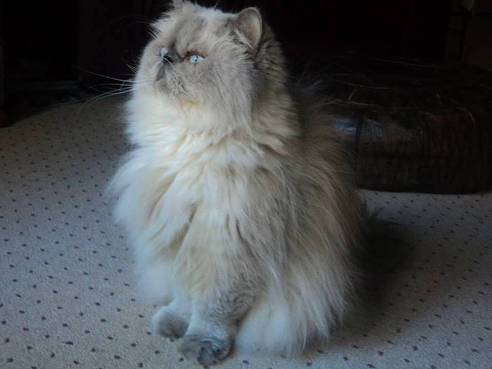 Leo is registered to the contest to win money with this photo: british_longhair, carnivore, cat, fawn, felidae, flooring, fur, persian, ragdoll, small_to_medium_sized_cats, snout, tail, terrestrial_animal, whiskers