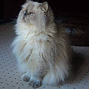 Leo joined the competition — help win amazing prizes! animal, calm, carpet, cat, cozy, cute, domestic, feline, fluffy, fur, indoor, long_hair, looking_up, mammal, persian_cat, pet, portrait, quiet, sitting, whiskers