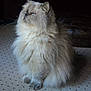 animal, calm, carpet, cat, cozy, cute, domestic, feline, fluffy, fur, indoor, long_hair, looking_up, mammal, persian_cat, pet, portrait, quiet, sitting, whiskers