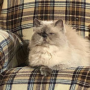 Leo joined the competition — help win amazing prizes! animal, armchair, cat, cozy, cute, domestic_animal, ears, feline, fluffy, fur, furniture, indoor, mammal, pattern, pet, plaid, relaxed, resting, sitting, whiskers