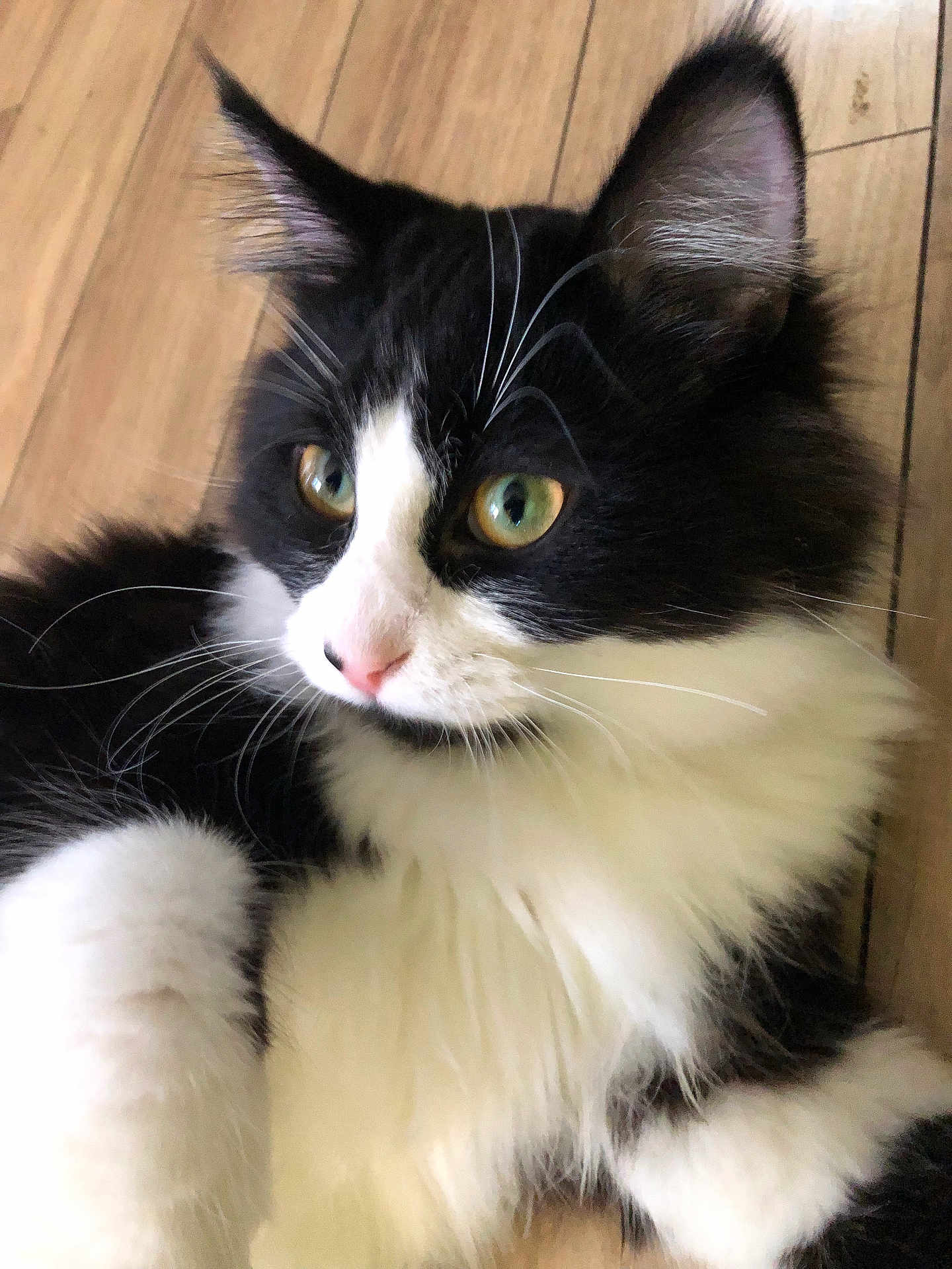 Oliver is registered to the contest to win money with this photo: cat, black_and_white, fluffy, fur, whiskers, close_up, pet, animal, indoor, wooden_floor, curious, green_eyes, lying_down, young_cat, cute, mammal, feline, soft_fur, pink_nose, alert