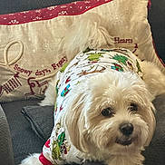 Chewey joined the competition — help win amazing prizes! dog, white_dog, fluffy, pet, sweater, holiday, christmas, decor, couch, pillow, indoor, cozy, relaxed, textile, fabric, embroidery, cute, animal, companion, fur
