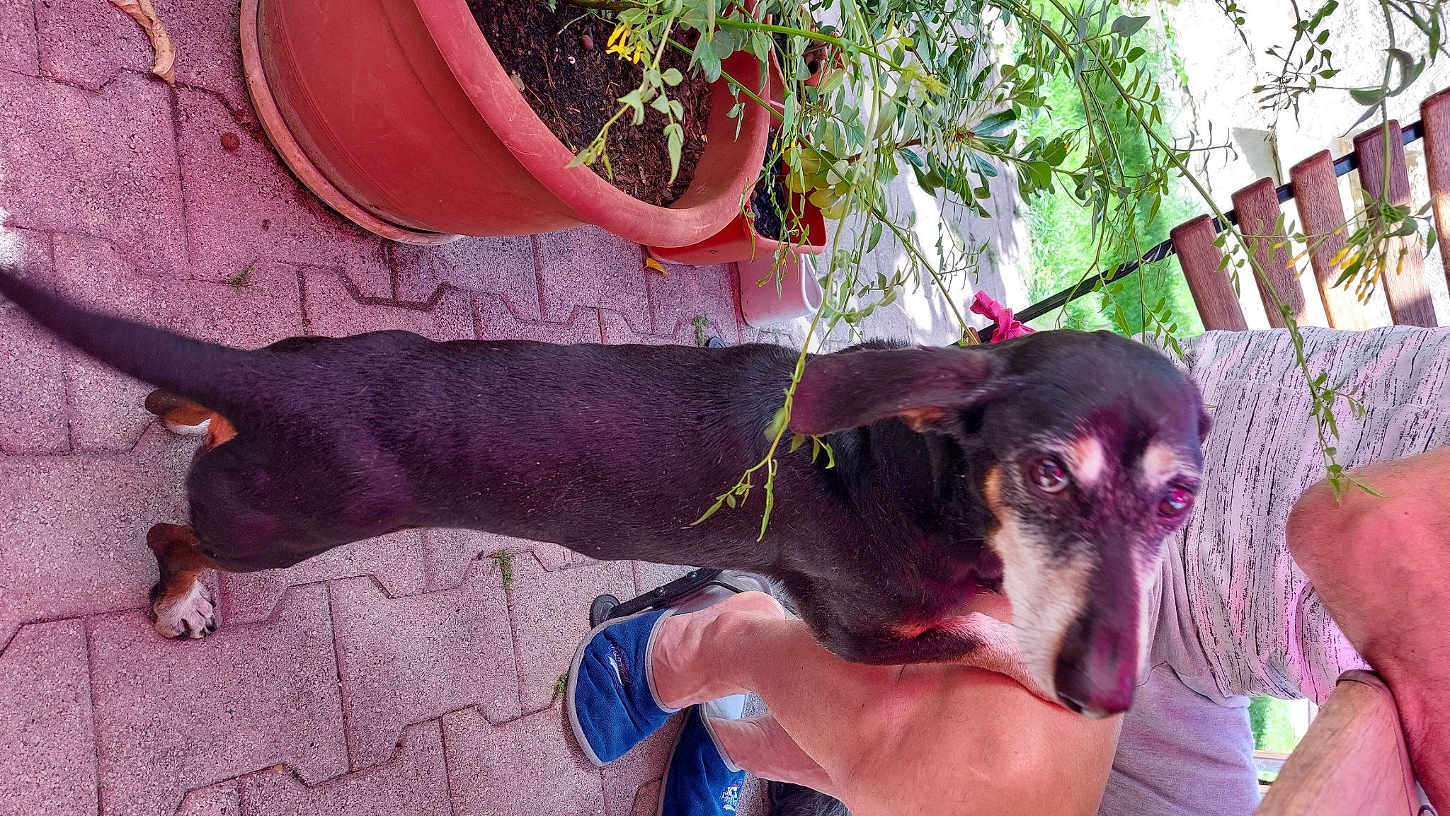 Rony a rejoint le concours — aidez-le/la à gagner de superbes lots ! canidae, carnivore, collar, companion_dog, dog, dog_breed, dog_collar, dog_supply, fawn, guard_dog, hunting_dog, leash, magenta, pet_supply, plant, purple, sporting_group, tail, working_animal, working_dog