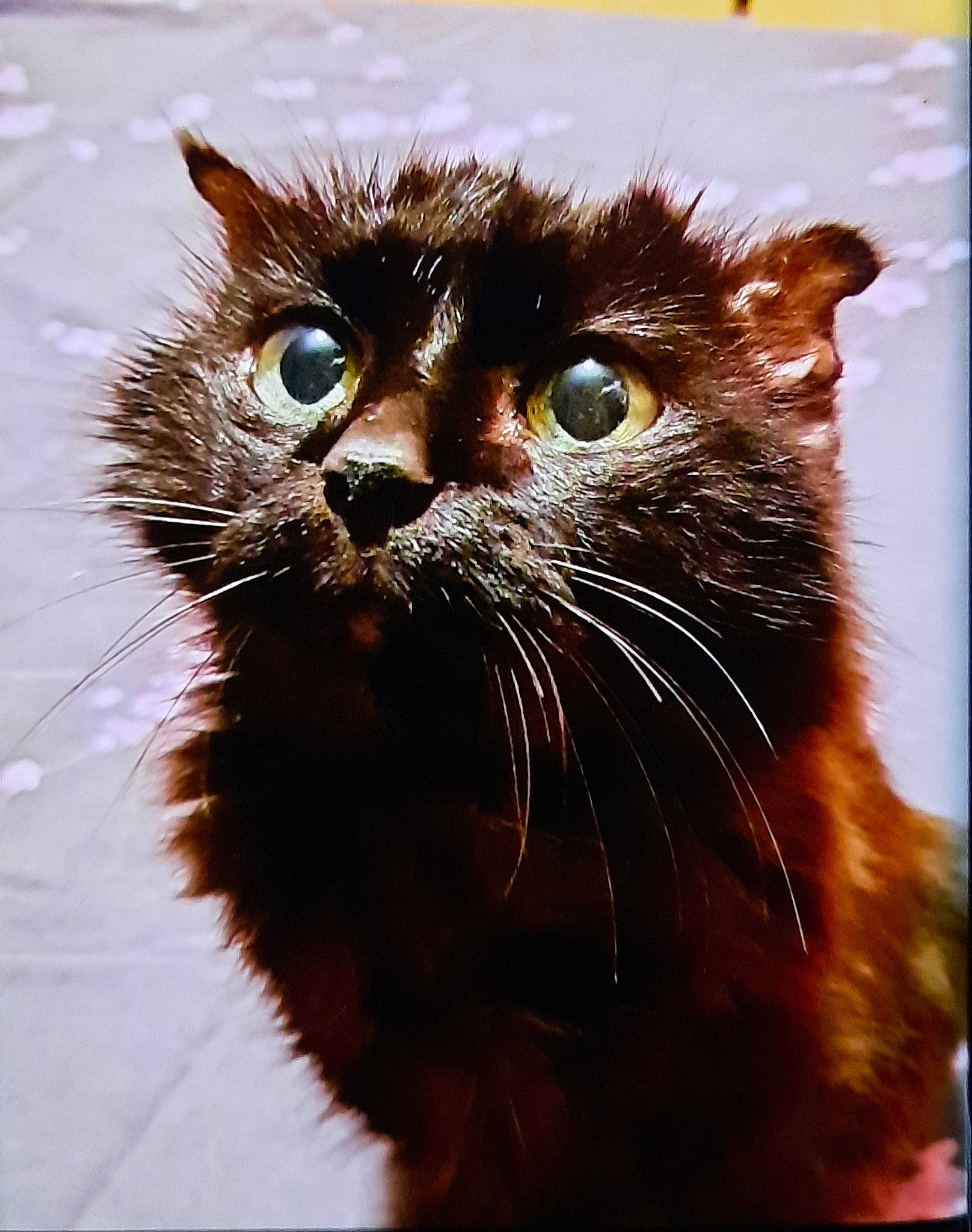 Friday a rejoint le concours — aidez-le/la à gagner de superbes lots ! black_cat, carnivore, cat, claw, close_up, domestic_short_haired_cat, felidae, fur, photo_caption, rectangle, small_to_medium_sized_cats, snout, tail, terrestrial_animal, whiskers, wildlife, window