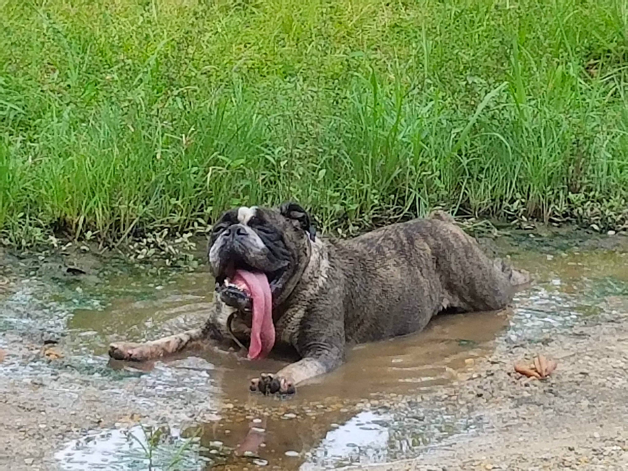 Otis is registered to the contest to win money with this photo: bog, canidae, carnivore, dog, dog_breed, fluvial_landforms_of_streams, grass, grassland, groundcover, lake, natural_landscape, plant, snout, sporting_group, terrestrial_animal, water, watercourse, wetland, wildlife, working_animal