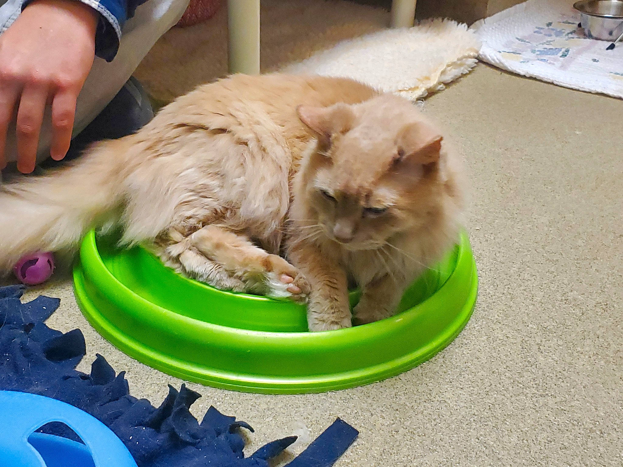 Cashew is registered to the contest to win money with this photo: animal_feed, automotive_tire, box, canidae, carnivore, cat, cat_supply, comfort, companion_dog, dog_breed, domestic_short_haired_cat, fawn, felidae, flooring, fur, grass, pet_supply, small_to_medium_sized_cats, sporting_group, whiskers