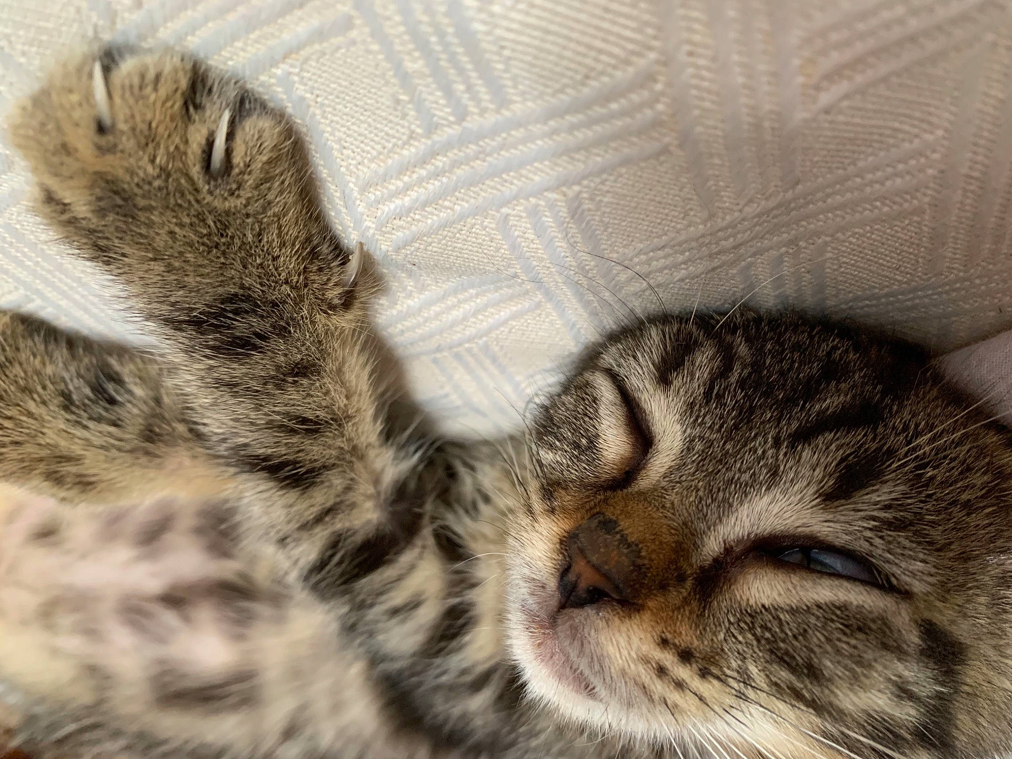 Onyw participe au concours pour gagner de l'argent avec cette photo : american_shorthair, asian, california_spangled, carnivore, cat, close_up, domestic_short_haired_cat, dragon_li, european_shorthair, felidae, fur, kitten, mammal, pixie_bob, sleep, small_to_medium_sized_cats, snout, tabby_cat, vertebrate, whiskers