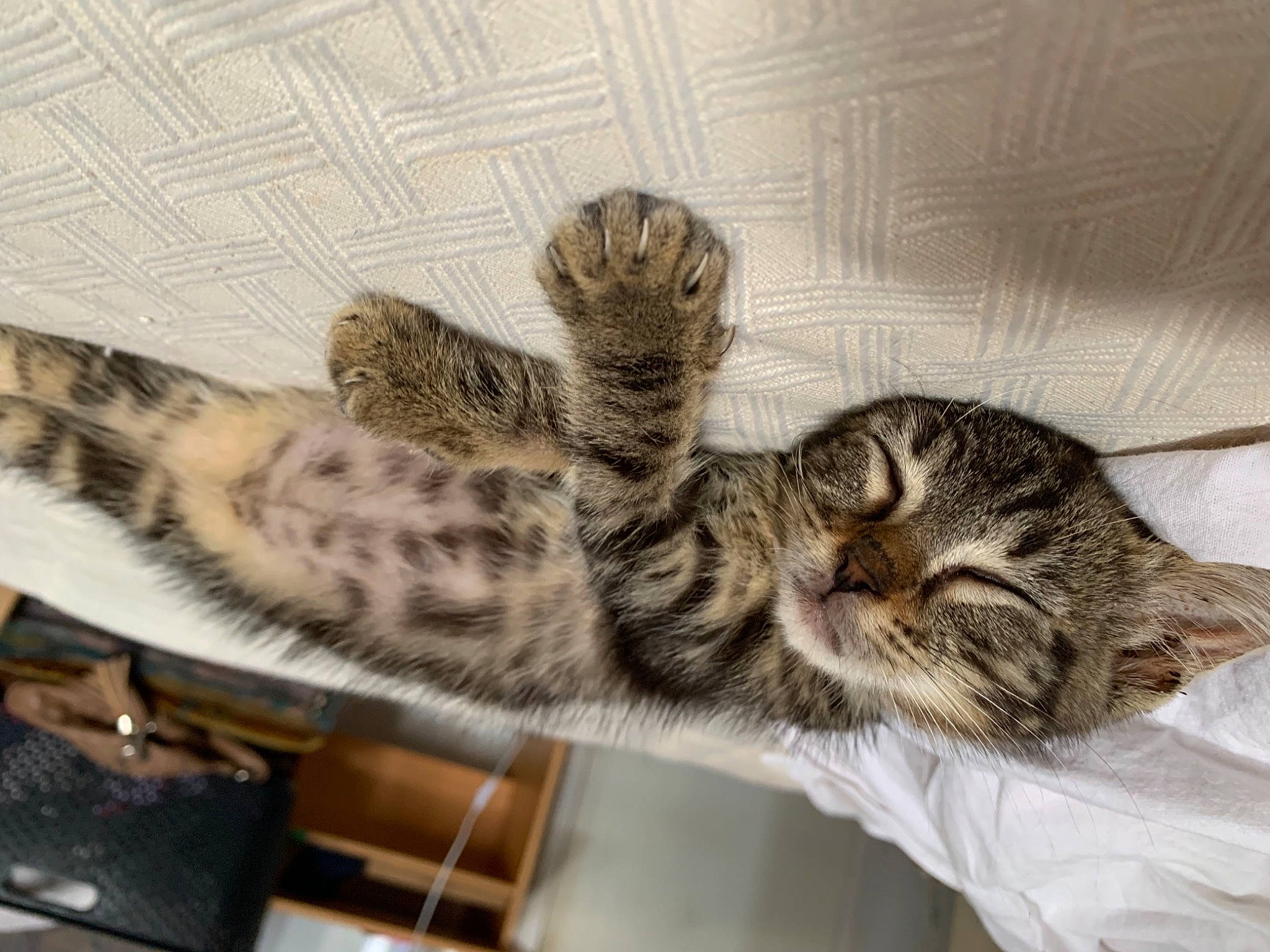 Onyw participe au concours pour gagner de l'argent avec cette photo : american_shorthair, asian, bengal, california_spangled, carnivore, cat, domestic_short_haired_cat, dragon_li, egyptian_mau, european_shorthair, felidae, kitten, mammal, ocicat, pixie_bob, rusty_spotted_cat, small_to_medium_sized_cats, tabby_cat, vertebrate, whiskers