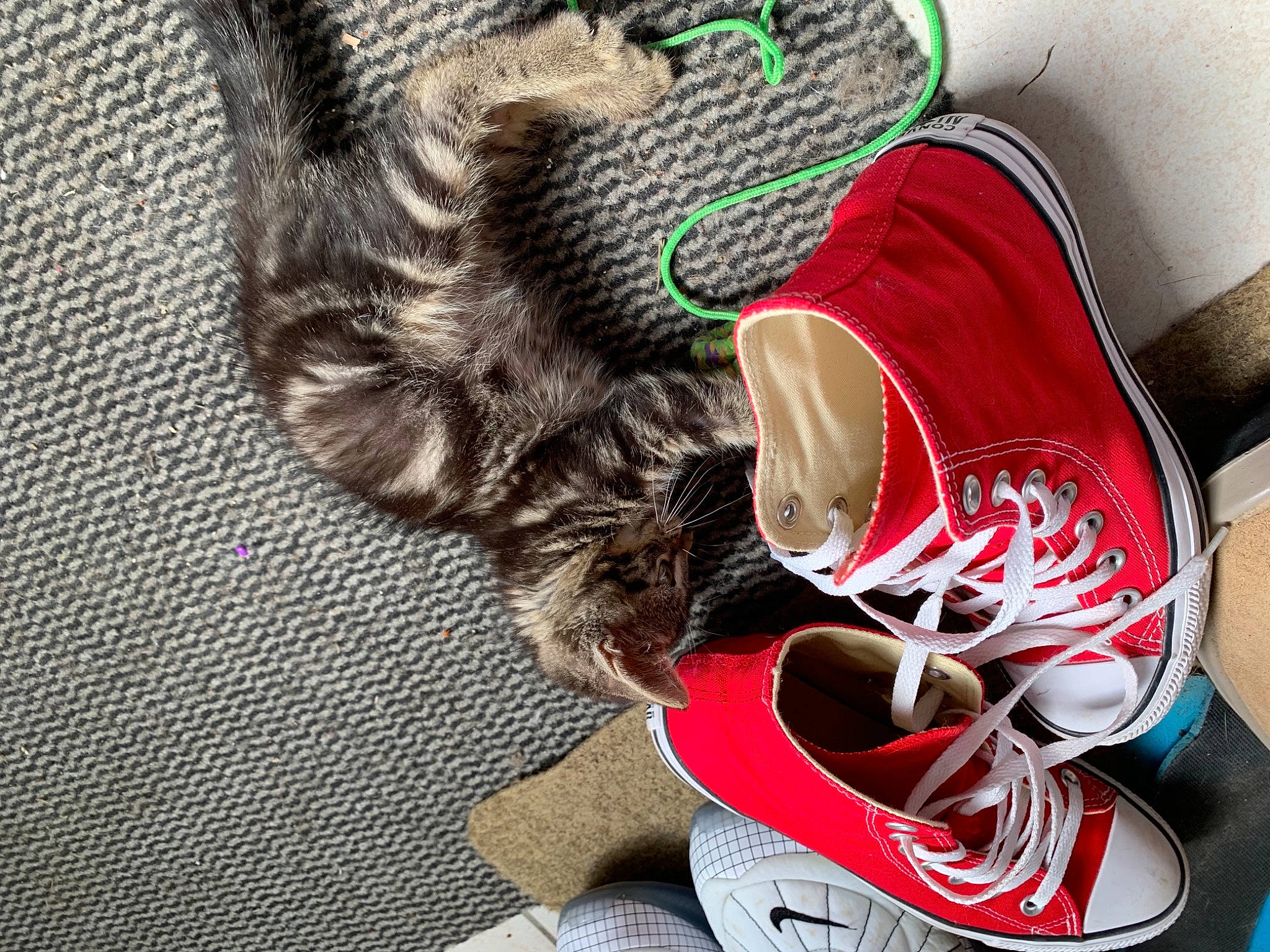 Onyw participe au concours pour gagner de l'argent avec cette photo : athletic_shoe, carnivore, cat, ear, fashion_accessory, felidae, footwear, fur, illustration, kitten, nap, photography, shoe, small_to_medium_sized_cats, t_shirt, tabby_cat, tail, whiskers