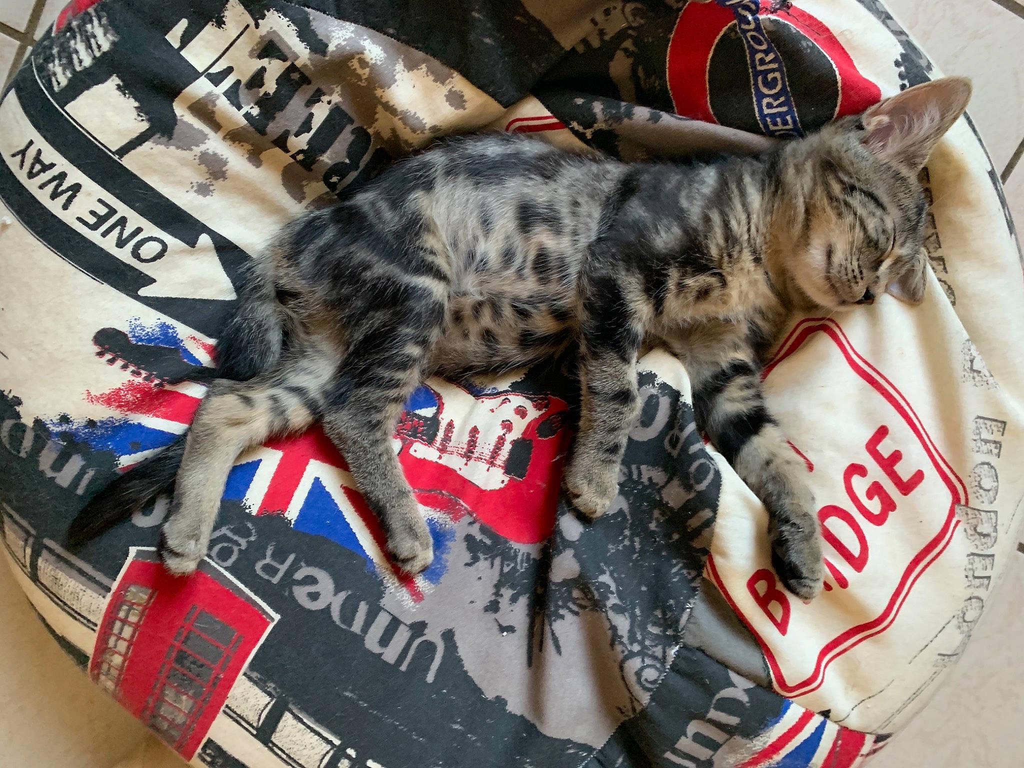 Onyw a rejoint le concours — aidez-le/la à gagner de superbes lots ! carnivore, cat, felidae, kitten, small_to_medium_sized_cats, whiskers