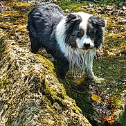 Charly a rejoint le concours — aidez-le/la à gagner de superbes lots ! animal, black_and_white, canine, creek, curious, daylight, dog, forest, fur, moss, nature, outdoor, pet, reflection, rock, standing, stream, sunlight, water, wet