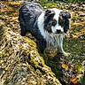 animal, black_and_white, canine, creek, curious, daylight, dog, forest, fur, moss, nature, outdoor, pet, reflection, rock, standing, stream, sunlight, water, wet