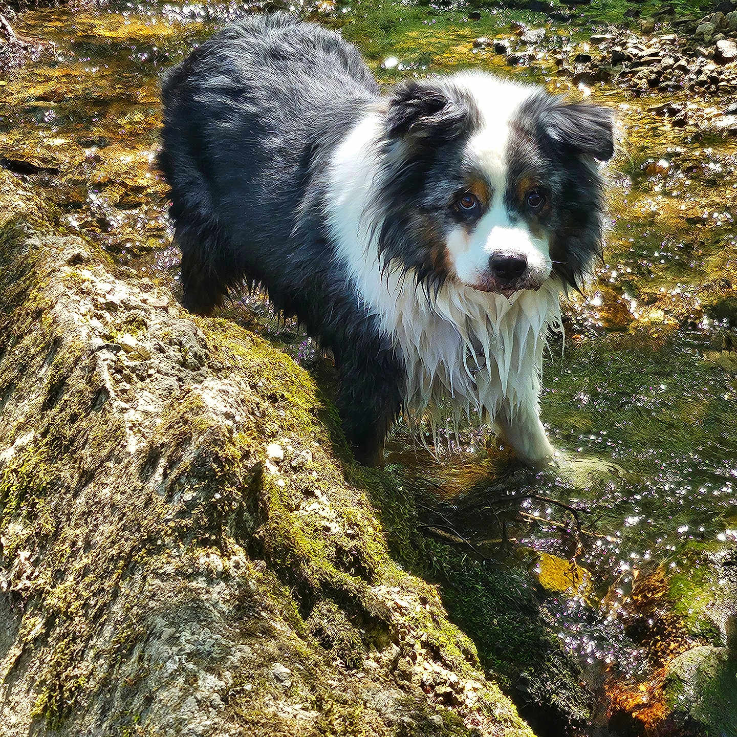 Charly