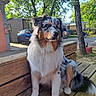 Asko participe au concours pour gagner de l'argent avec cette photo : dog, australian_shepherd, bench, wood, outdoor, tree, greenery, sunlight, fur, pet, canine, animal, nature, blue_sky, car, building, calm, sitting, daytime, park