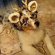 Asko participe au concours pour gagner de l'argent avec cette photo : dog, reindeer_antlers, costume, holiday, festive, tile_floor, cute, pet, animal, indoor, portrait, fur, ears, decorations, christmas, adorable, looking_up, white, brown, black