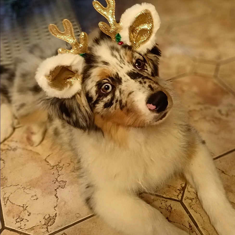 Asko