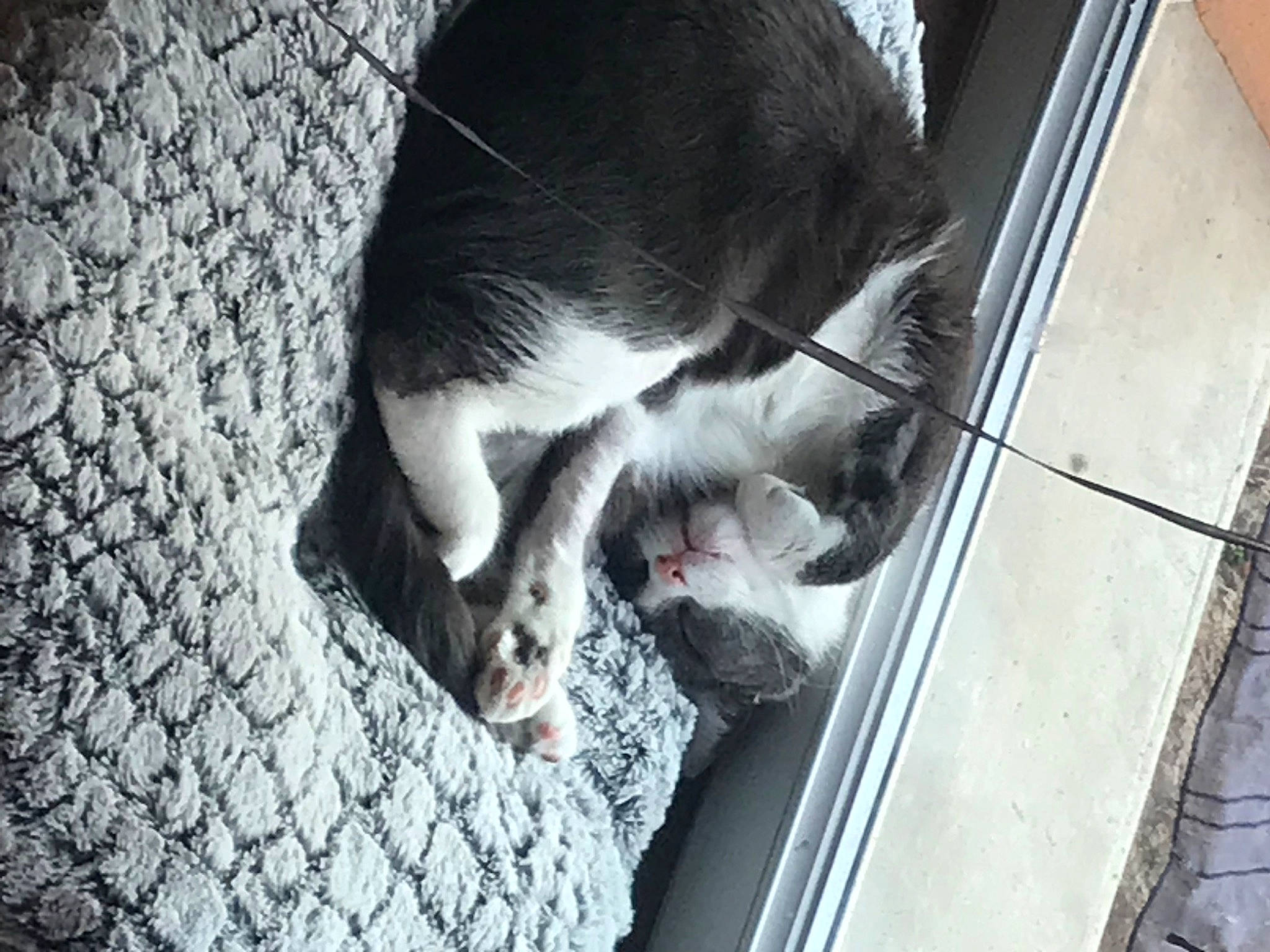 Tchoupi a rejoint le concours — aidez-le/la à gagner de superbes lots ! animal_shelter, canidae, carnivore, cat, claw, dog_breed, domestic_short_haired_cat, felidae, fur, grey, monochrome, monochrome_photography, paw, small_to_medium_sized_cats, snout, sporting_group, tail, whiskers