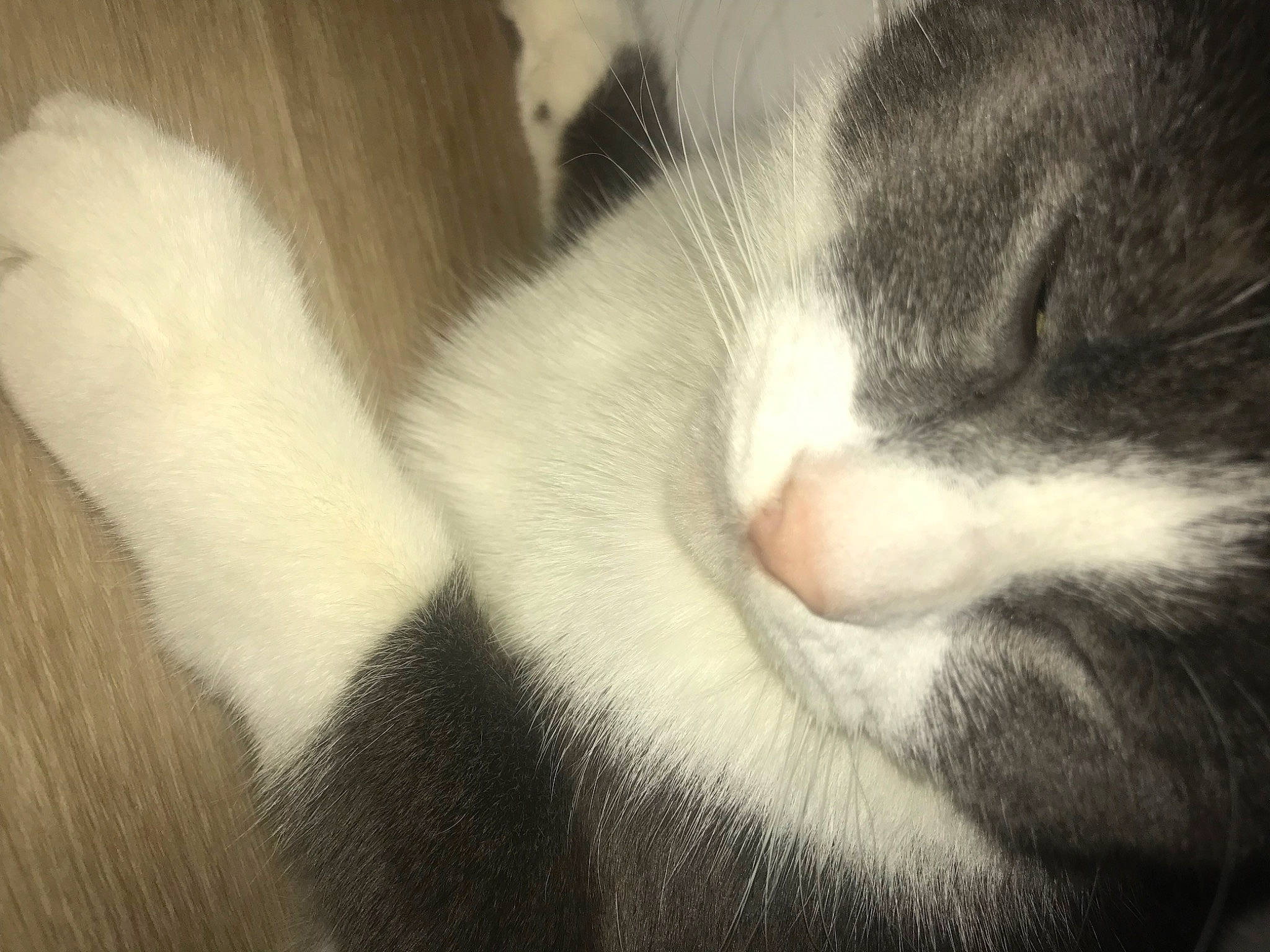 Tchoupi a rejoint le concours — aidez-le/la à gagner de superbes lots ! carnivore, cat, claw, comfort, domestic_short_haired_cat, ear, felidae, fur, nap, paw, sleep, small_to_medium_sized_cats, snout, tail, whiskers