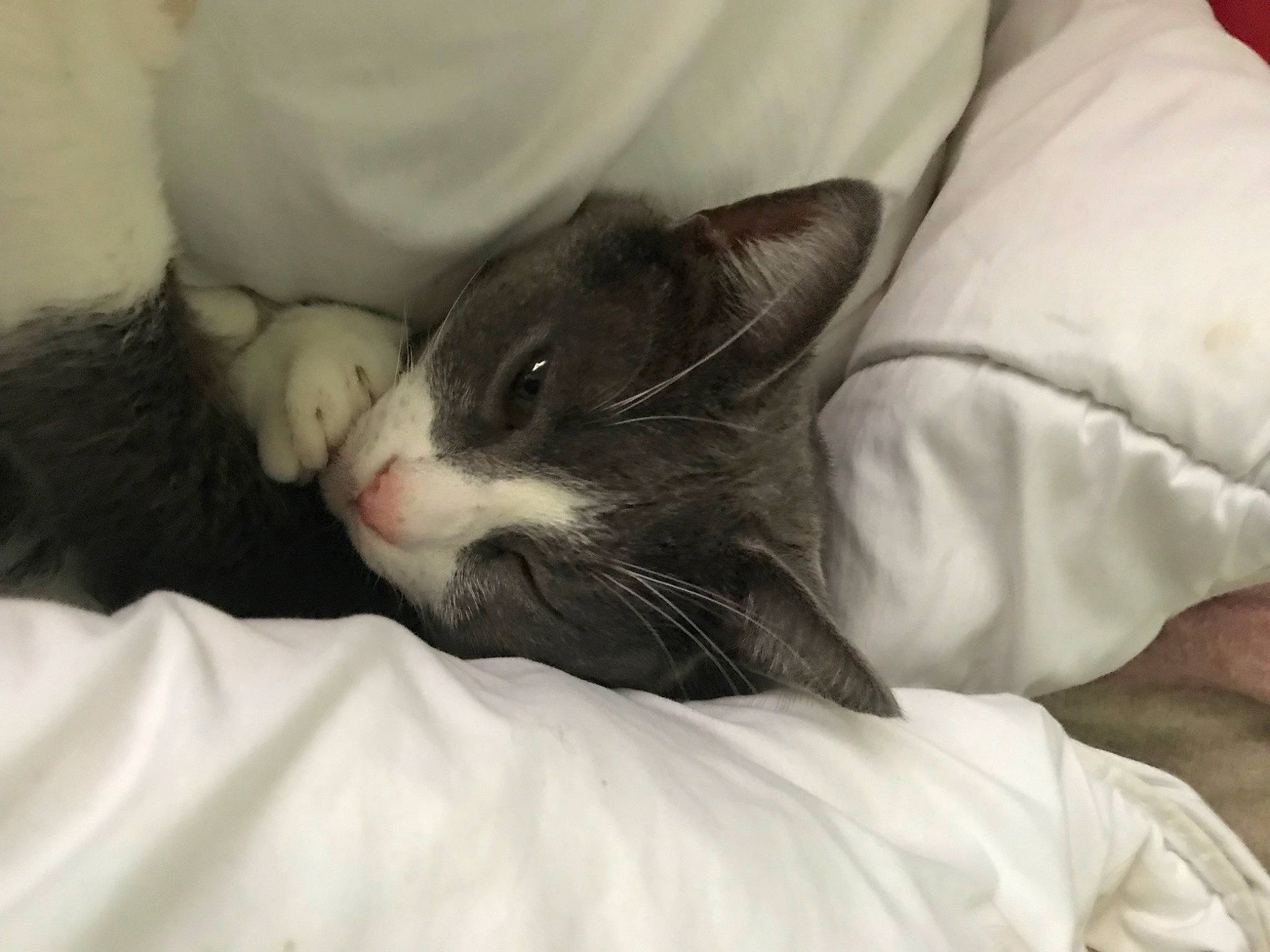 Tchoupi participe au concours pour gagner de l'argent avec cette photo : carnivore, cat, claw, comfort, domestic_short_haired_cat, felidae, fur, human_leg, linens, nap, paw, sleep, small_to_medium_sized_cats, snout, tail, whiskers