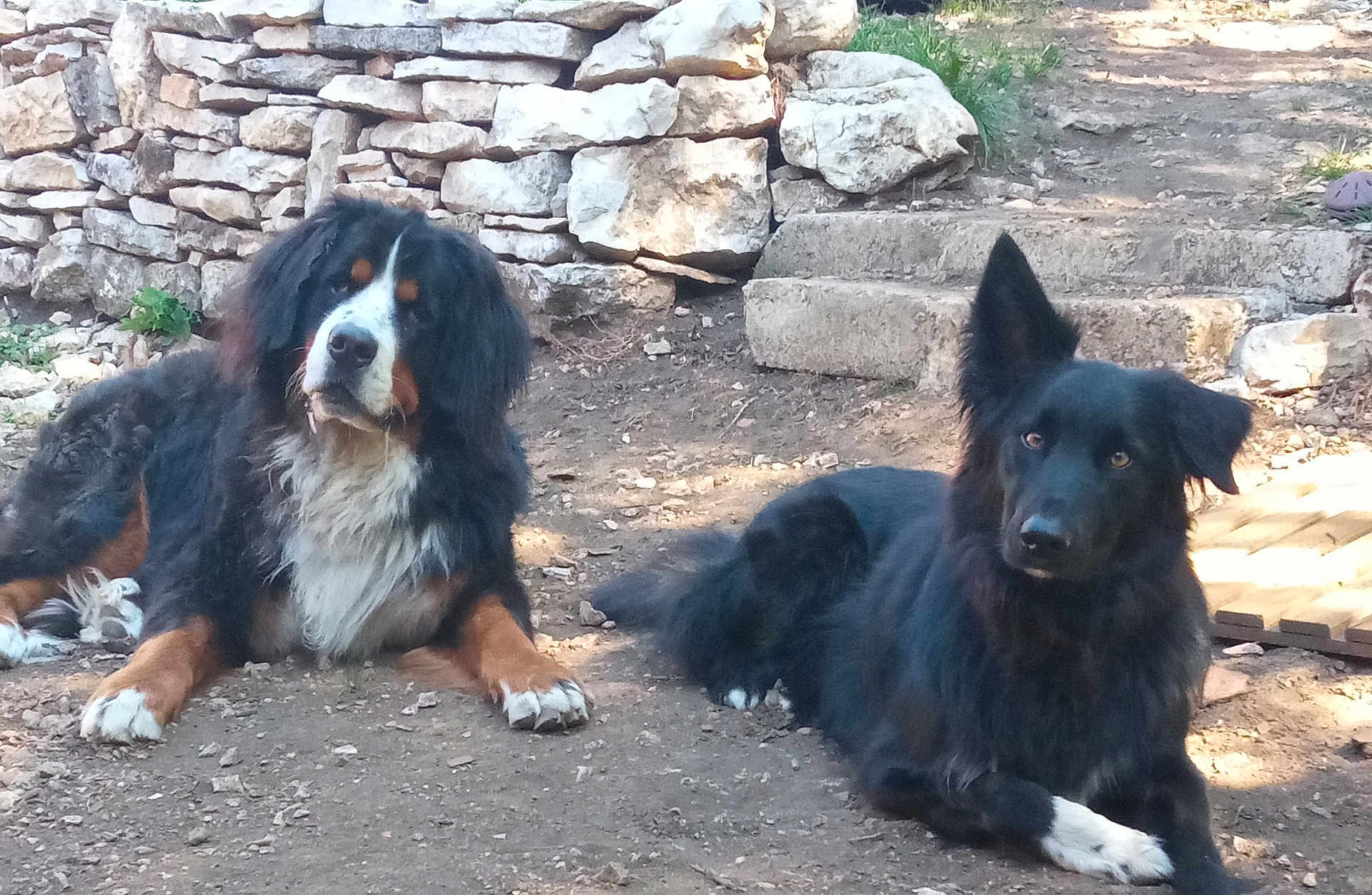 Roumba Et Pepito a rejoint le concours — aidez-le/la à gagner de superbes lots ! animal, black_coat, brown_coat, canine, companion, curious, daytime, dog, fur, ground, mammal, nature, outdoor, peaceful, pet, resting, steps, stone_wall, sunlight, two_dogs
