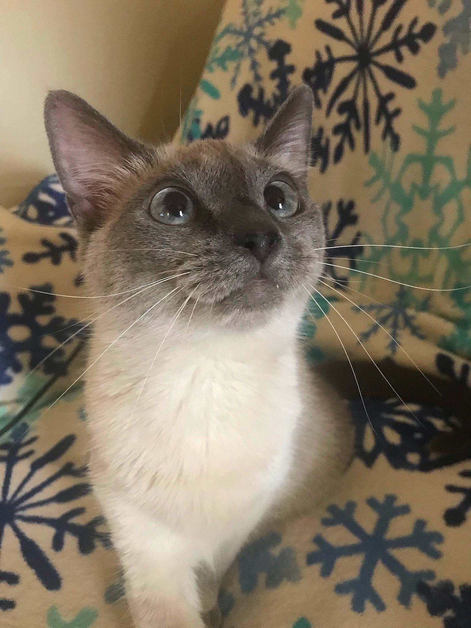 Bella is registered to the contest to win money with this photo: birman, carnivore, cat, collar, curious, domestic_short_haired_cat, door, fawn, felidae, flooring, fur, pattern, pet_supply, siamese, small_to_medium_sized_cats, snout, terrestrial_animal, whiskers