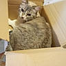 cat, cardboard_box, indoor, pet, feline, curled_up, fur, animal, cute, looking_back, cozy, box, tabby, whiskers, ears, tail, resting, home, domestic_animal, curiosity