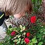 brick_wall, bush, child, closeup, curious, daylight, exploration, flower, garden, greenery, head, leaves, nature, outdoor, person, plants, red, rose, side_profile, young