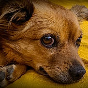 Tyshka a rejoint le concours — aidez-le/la à gagner de superbes lots ! dog, close_up, brown_fur, paw, resting, yellow_background, pet, animal, cute, portrait, fur, snout, ears, whiskers, domestic_animal, canine, relaxed, indoor, sleepy, companion