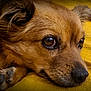 dog, close_up, brown_fur, paw, resting, yellow_background, pet, animal, cute, portrait, fur, snout, ears, whiskers, domestic_animal, canine, relaxed, indoor, sleepy, companion