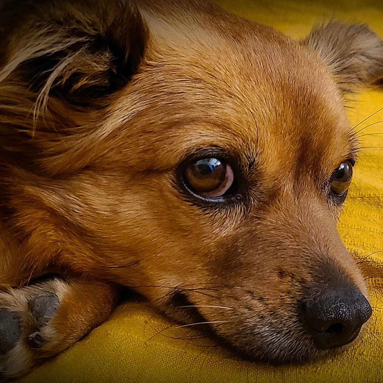 Tyshka a rejoint le concours — aidez-le/la à gagner de superbes lots ! animal, brown_fur, canine, close_up, companion, cute, dog, domestic_animal, ears, fur, indoor, paw, pet, portrait, relaxed, resting, sleepy, snout, whiskers, yellow_background