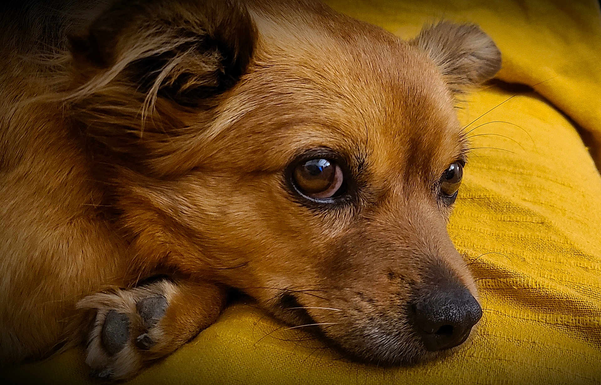 Tyshka a rejoint le concours — aidez-le/la à gagner de superbes lots ! dog, close_up, brown_fur, paw, resting, yellow_background, pet, animal, cute, portrait, fur, snout, ears, whiskers, domestic_animal, canine, relaxed, indoor, sleepy, companion