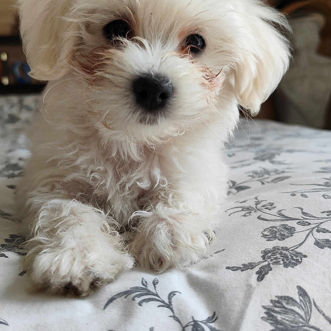 Bonnie