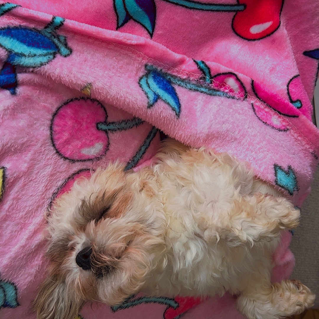 Chiquitita