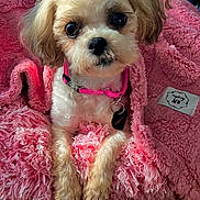 Chiquitita is registered to the contest to win money with this photo: dog, small_dog, fluffy, pink_blanket, collar, pet, cute, indoor, furry, animal, cozy, wooden_floor, looking_up, close_up, domestic_animal, companion, soft_texture, resting, adorable, curious