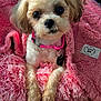 dog, small_dog, fluffy, pink_blanket, collar, pet, cute, indoor, furry, animal, cozy, wooden_floor, looking_up, close_up, domestic_animal, companion, soft_texture, resting, adorable, curious