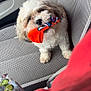 Chiquitita is registered to the contest to win money with this photo: dog, small_dog, fluffy_dog, car_seat, seat_cover, sock, orange_sock, blue_sock, pet, animal, interior, car_interior, playful, cute, toy, furry, mischievous, seatbelt, fabric, closeup