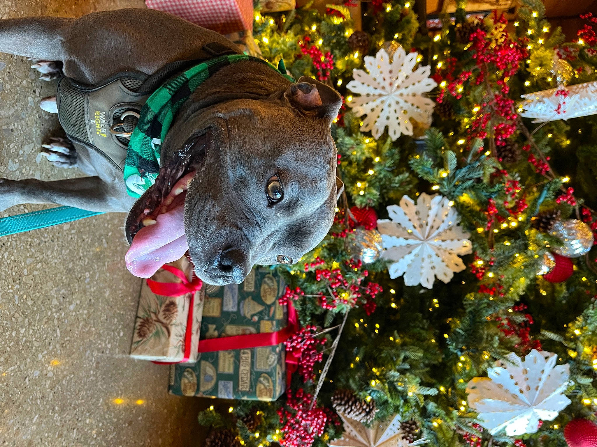 Grayson is registered to the contest to win money with this photo: annual_plant, art, carnivore, christmas_decoration, christmas_ornament, dog, dog_breed, event, fawn, flower, grass, holiday, holiday_ornament, house, ornament, plant, toy, tree, window, working_animal