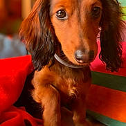 Romy participe au concours pour gagner de l'argent avec cette photo : dog, puppy, dachshund, long_hair, pet, indoor, blanket, colorful, red, striped, cute, animal, fur, sitting, canine, young, cozy, portrait, looking, domestic