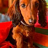 dog, puppy, dachshund, long_hair, pet, indoor, blanket, colorful, red, striped, cute, animal, fur, sitting, canine, young, cozy, portrait, looking, domestic