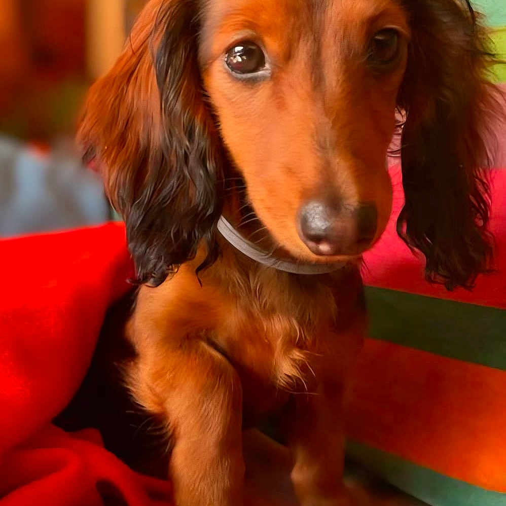 Romy participe au concours pour gagner de l'argent avec cette photo : dog, puppy, dachshund, long_hair, pet, indoor, blanket, colorful, red, striped, cute, animal, fur, sitting, canine, young, cozy, portrait, looking, domestic